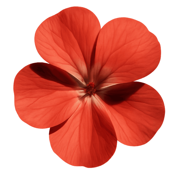 Geranium