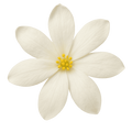 Jasmine