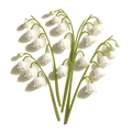 Lily_of_the_Valley