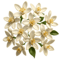 Orange_Blossom