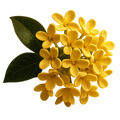 Osmanthus