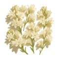 Tuberose