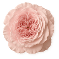Turkish_Rose