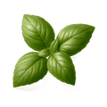 basil