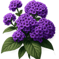 Heliotrope