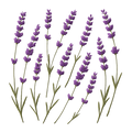 lavender